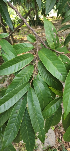 Foto de Fruta-de-condessa