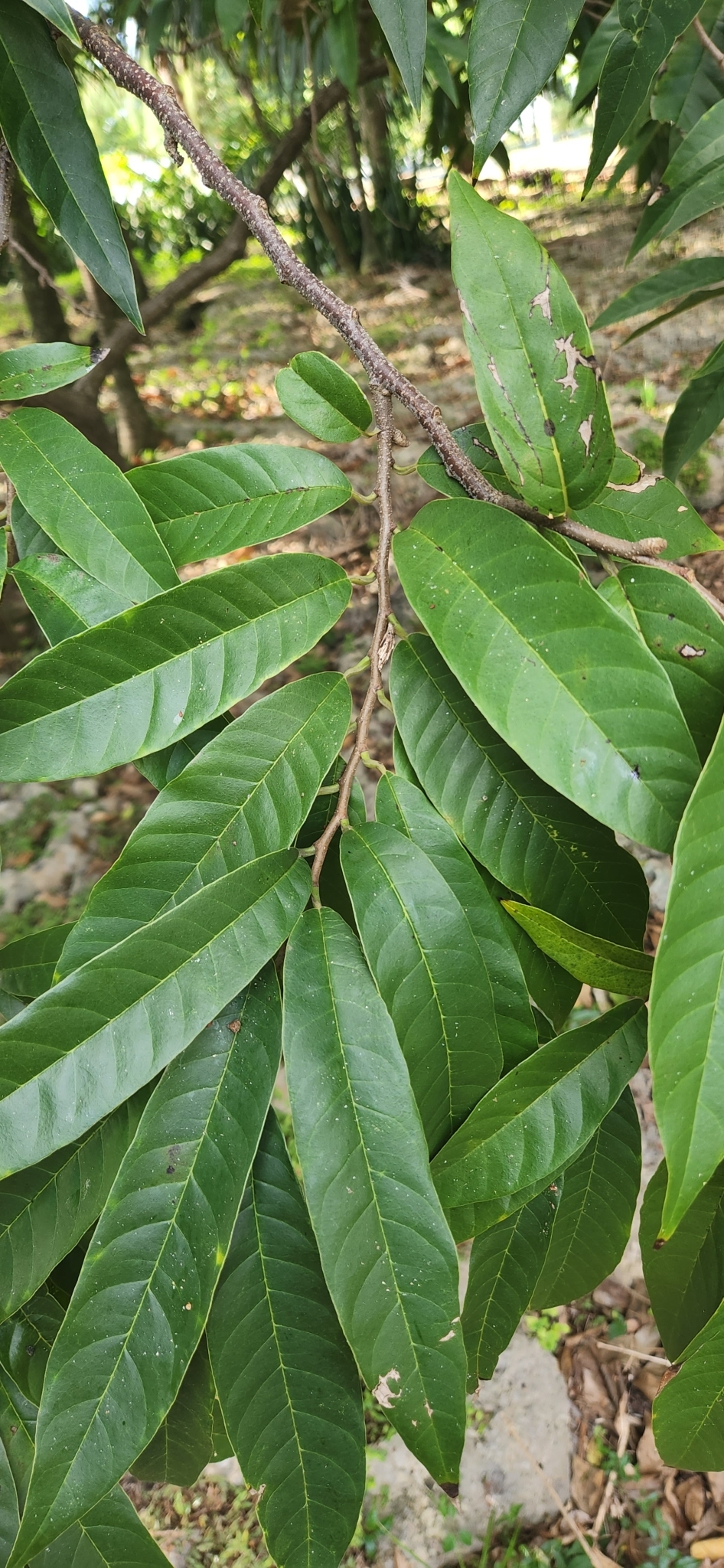 Imagem de Fruta-de-condessa