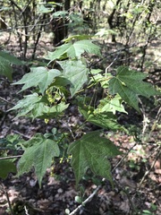 Acer leucoderme