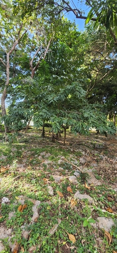 Foto de Fruta-de-condessa