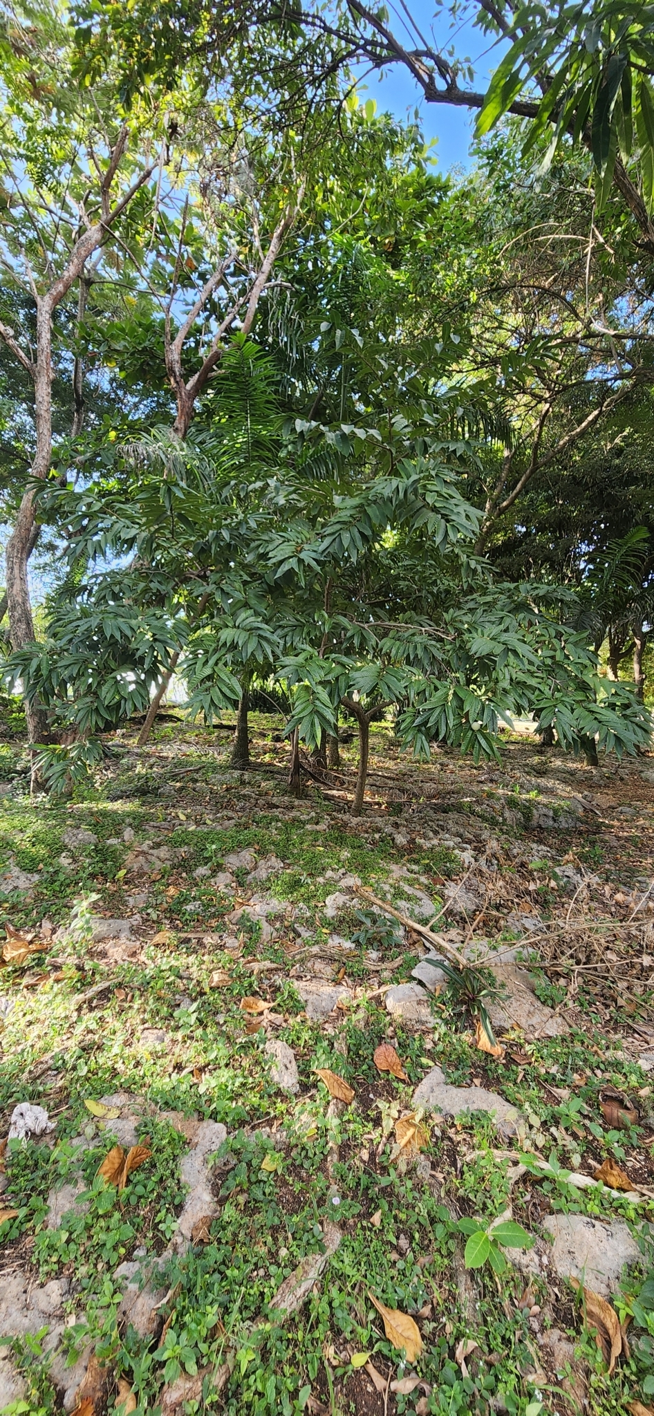 Imagem de Fruta-de-condessa