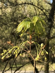 Acer leucoderme