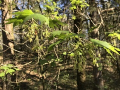 Acer leucoderme