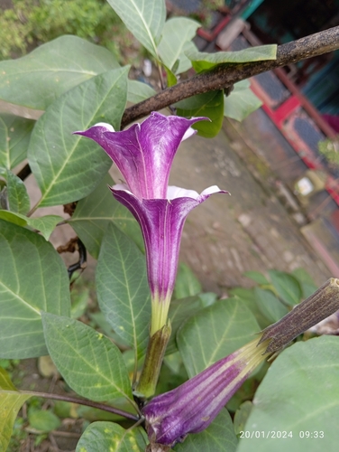 Foto de Trombeta-dos-anjos