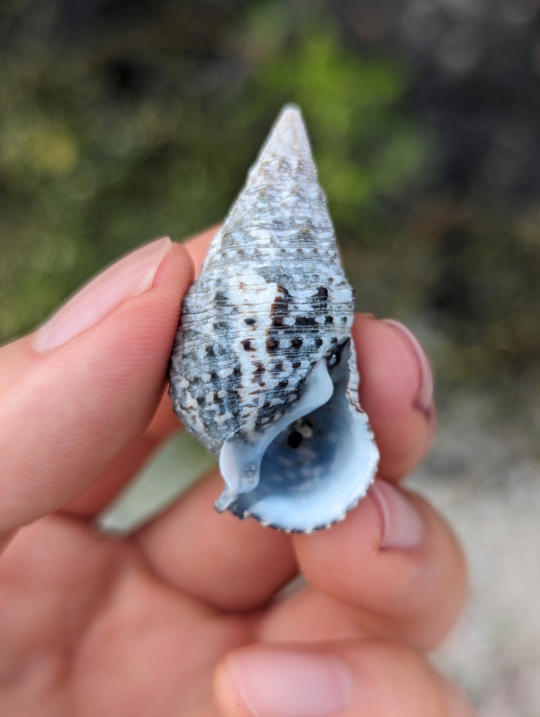 Galápagos Cerith