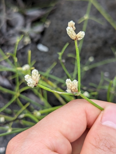 Image of Threadleaf Chaff Flower (Alternanthera filifolia) by (c) Zihao Wang, some rights reserved (CC BY)