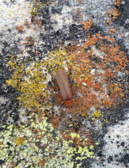 Pacificanthia consors