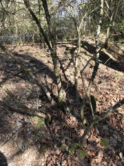 Acer leucoderme