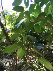 Strongylodon macrobotrys