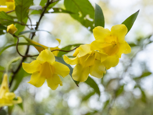 Gelsemium sempervirens