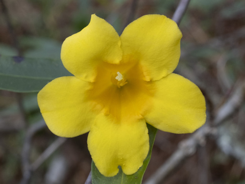 Gelsemium sempervirens