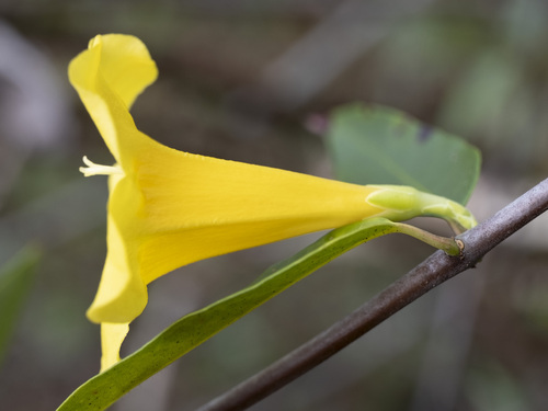Gelsemium sempervirens