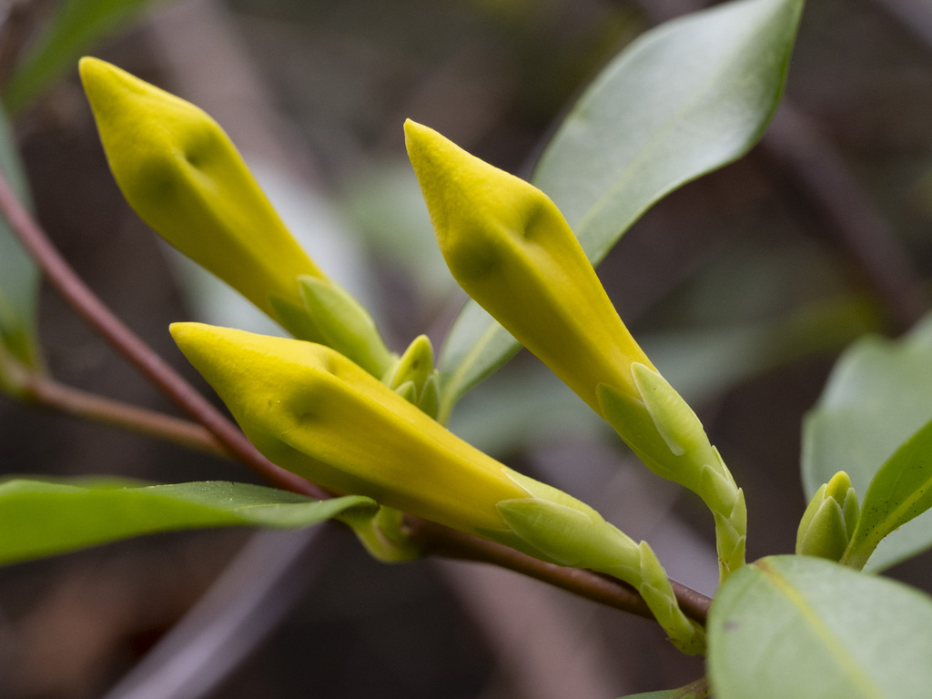 Gelsemium sempervirens, Alachua County, FL, USA