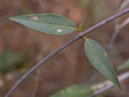 Gelsemium sempervirens