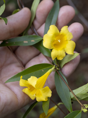 Gelsemium sempervirens