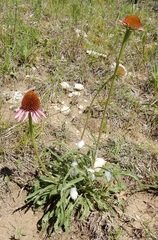 Echinacea atrorubens