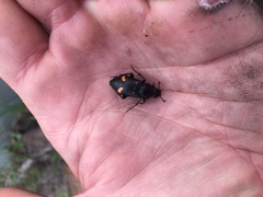 Nicrophorus carolina