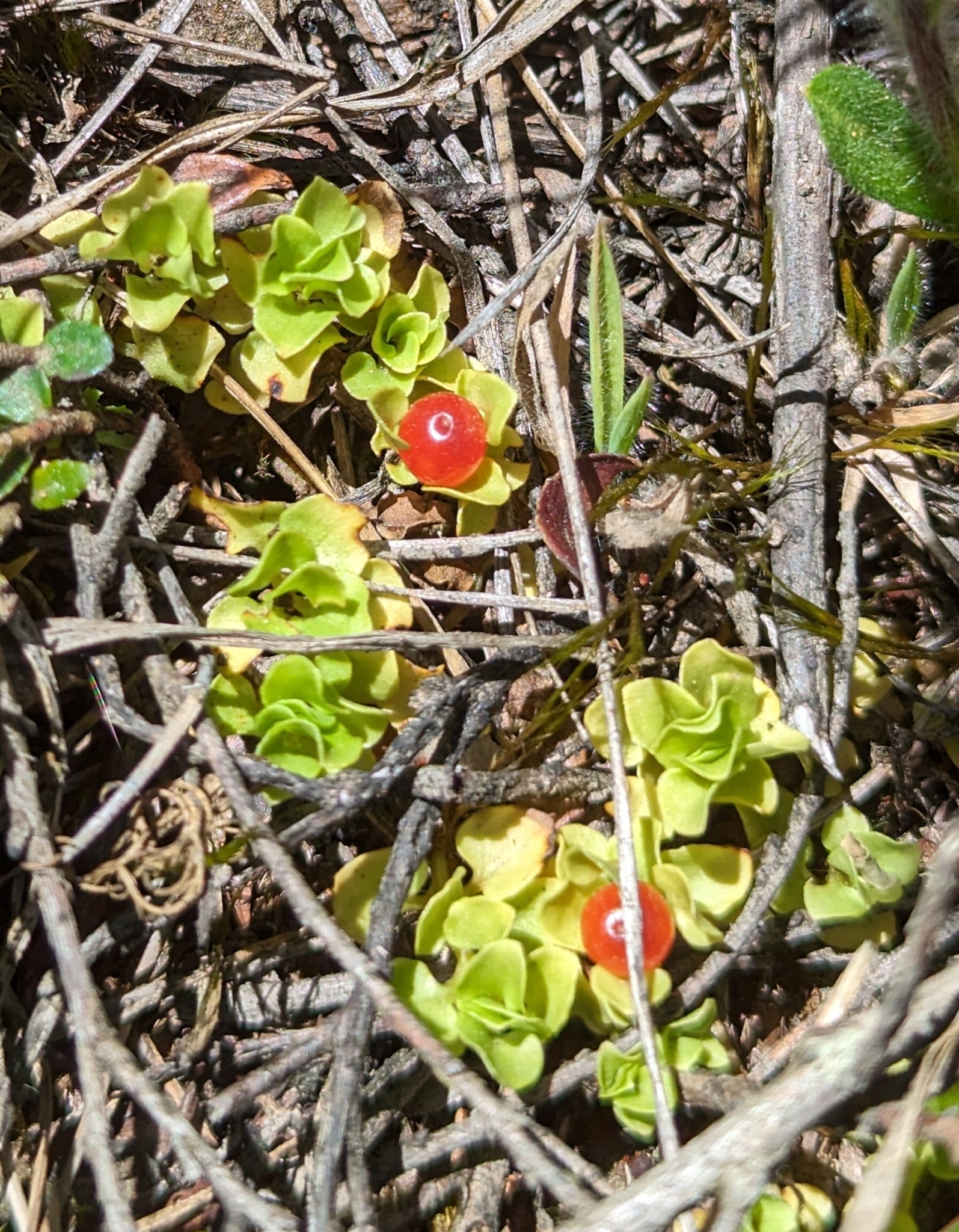 Imagem de Planta-dinheiro
