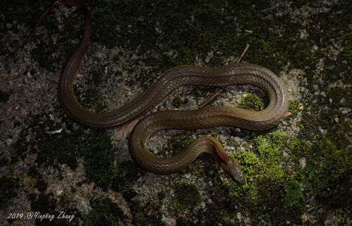 Rhabdophis kaiyuanensis