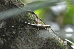 Sphenomorphus sanctus