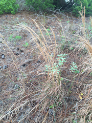 Andropogon longiberbis