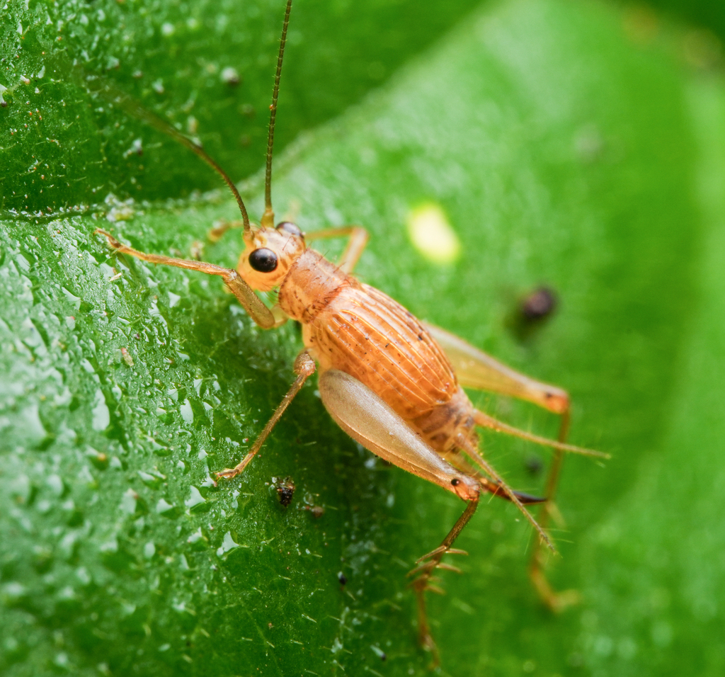 Anaxiphomorpha