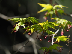 Acer palmatum