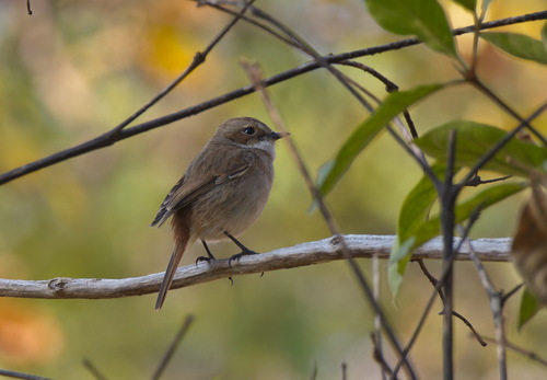 Grey Bushchat