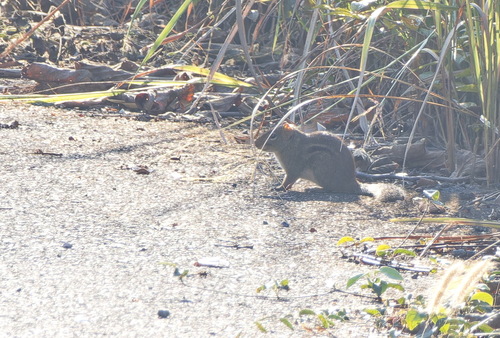 Indochinese Ground Squirrel