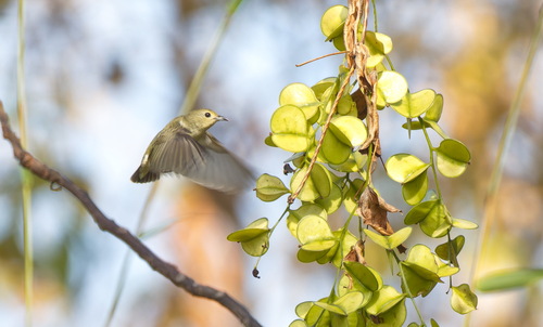 Plain Flowerpecker