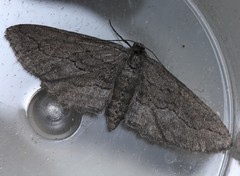 Aethaloida packardaria