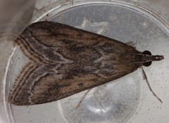 Pyrausta napaealis