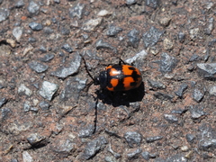 Gallerucida bifasciata