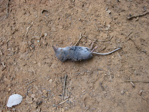 Ornate Shrew