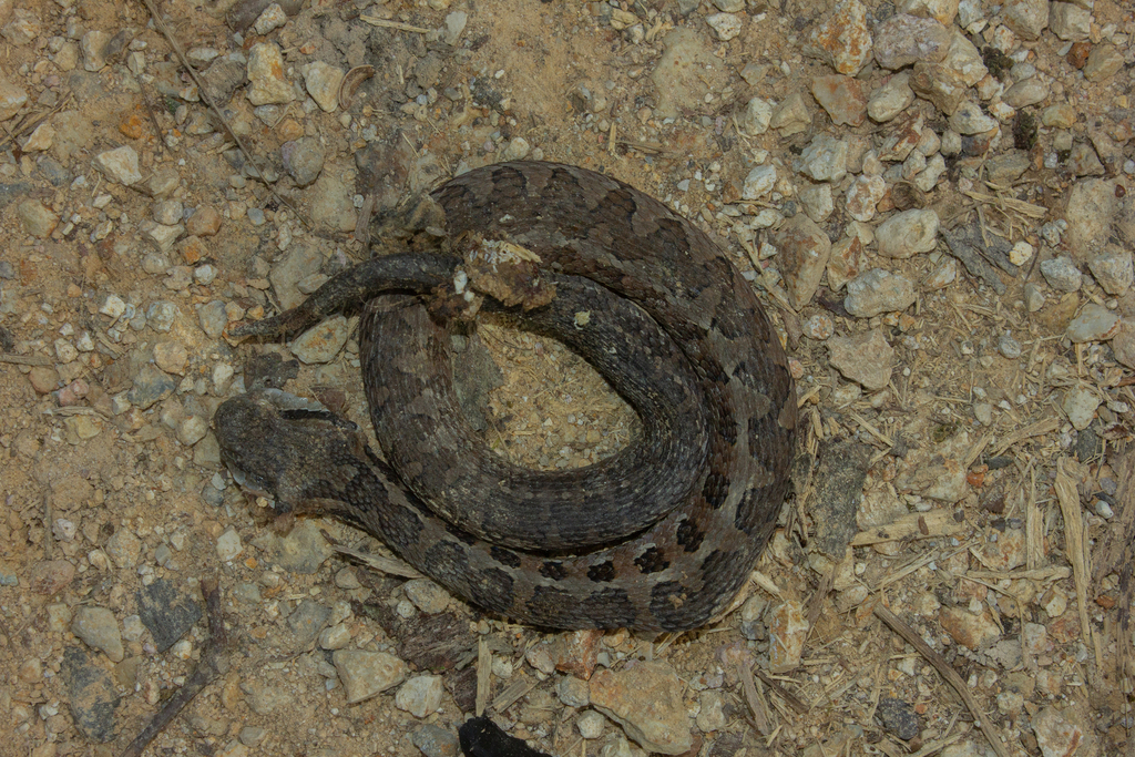 Wilson's Montane Pitviper from Distrito Central, Francisco Morazán ...