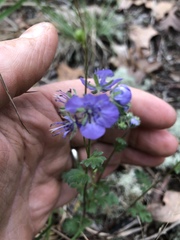 Phacelia maculata