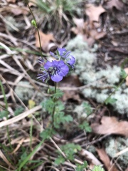 Phacelia maculata