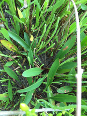 Limonium carolinianum
