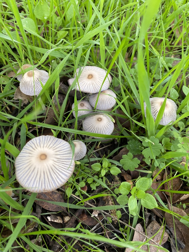 Coprinellus impatiens from San Jose, CA, USA on January 19, 2024 at 08: