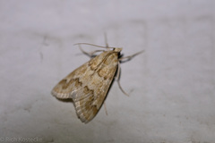 Pseudoschinia elautalis