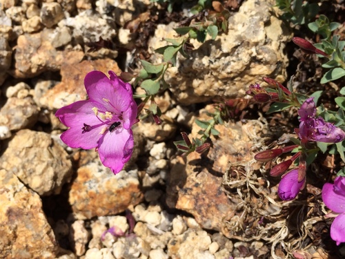 Image of Epilobium obcordatum by (c) Brendan Black, some rights reserved (CC BY-SA)