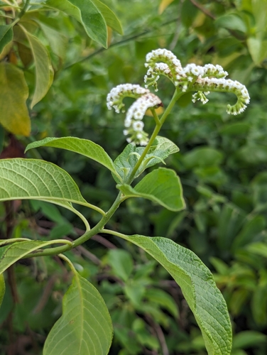 Image of White Haired Tournefortia (Tournefortia pubescens) by (c) Zihao Wang, some rights reserved (CC BY)