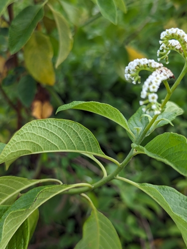 Image of Tournefortia pubescens by (c) Zihao Wang, some rights reserved (CC BY)