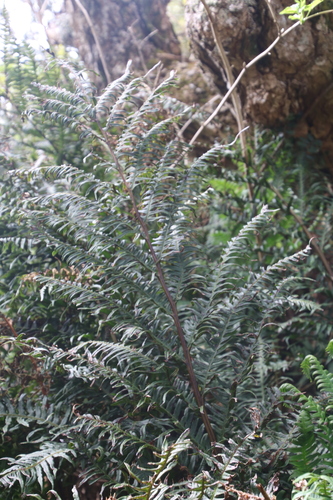 Pteris terminalis observed 2023-12-31