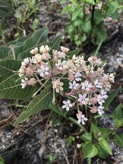 Asclepias humistrata image