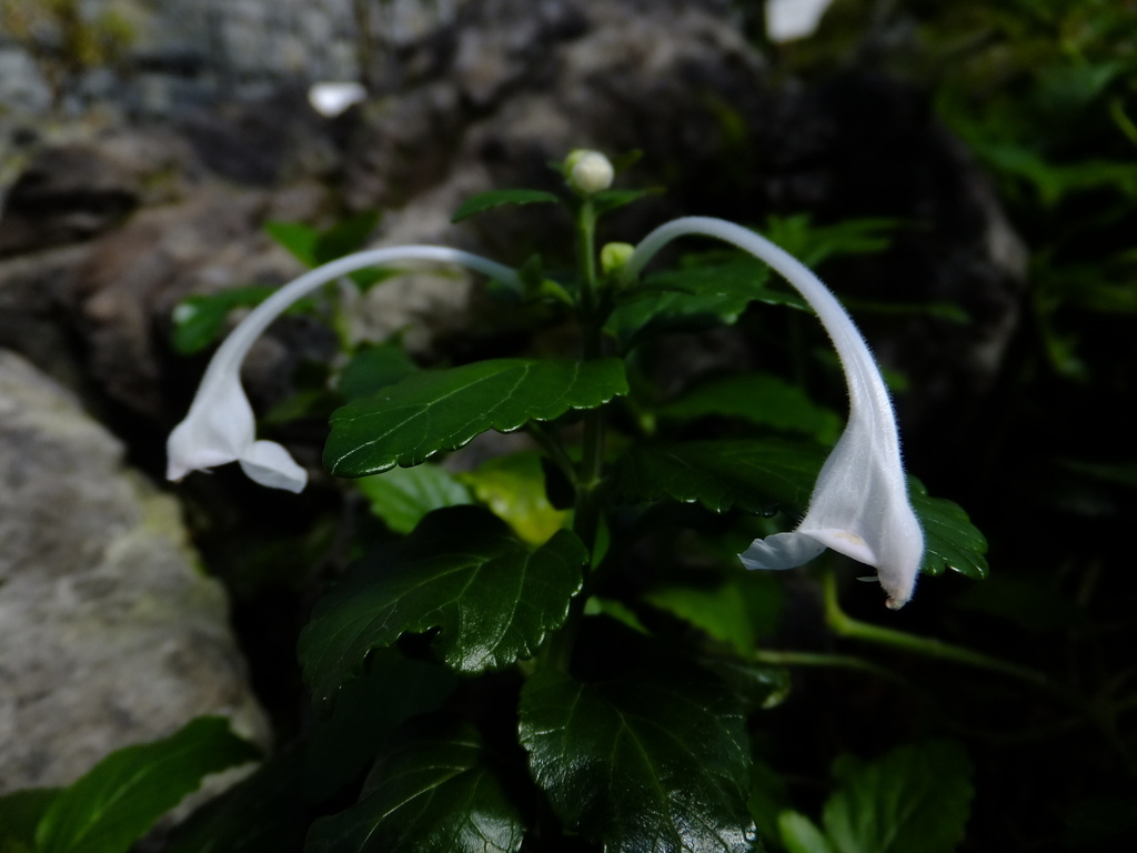 Scutellaria longituba