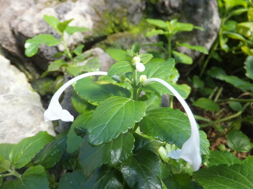 Scutellaria longituba iNat (1)