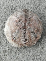 Spatangoida