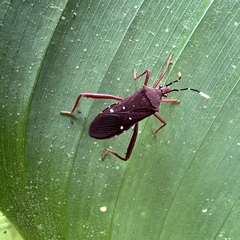 Leptoscelis quadrisignatus image