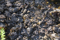 Nostocaceae